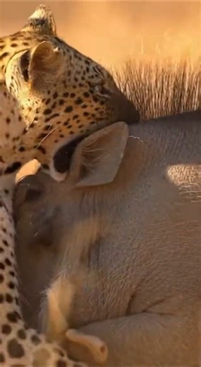 Leopard vs. Warthog: The Brutal Reality of the African Bush