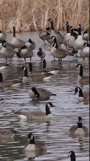 21K views · 172 reactions | Canidian Geese #reelsfypシ #2023challenge #hunting #virals #Hunter #worldwide | Hunting Lovers | Facebook