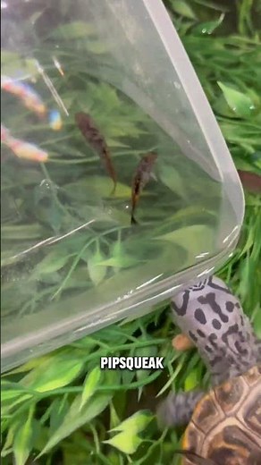 INFINITE FOOD GLITCH TUTORIAL 🐢🐟