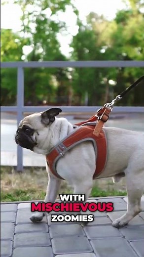 This Is Why Pugs Make Everyone Smile