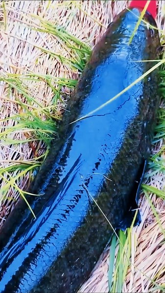 Giant Snakehead Fishing Video #fishing #fish #fishingshorts #snakeheadfish #hugefish #fishinglife