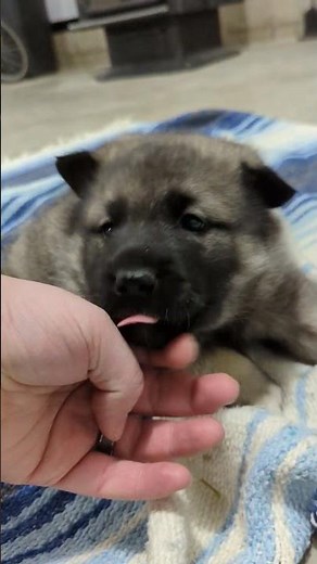 Teddy Is Growing Up! - Norwegian Elkhound Puppy