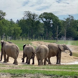 Snablerne trutter ekstra højt i dag 😍🐘 For i dag fejres World Elephant Day verden over. I Danmark er vilde dyr i cirkus heldigvis fortid, men desværre misbruges elefanter og andre vilde dyr stadig til underholdning i cirkus rundt omkring i Europa ❌ Sidste år gav vi sammen med Knuthenborg Safaripark Danmarks sidste fire cirkuselefanter en god og værdig pensionisttilværelse i Europas største elefantanlæg i safariparken 🌳☀️ Og derfor skal I selvfølgelig ikke snydes for et dejligt sommerklip fra 