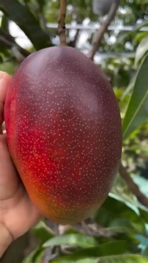 Miyazaki Mango 🥭 | Nueva Ecija Grafted fruit trees