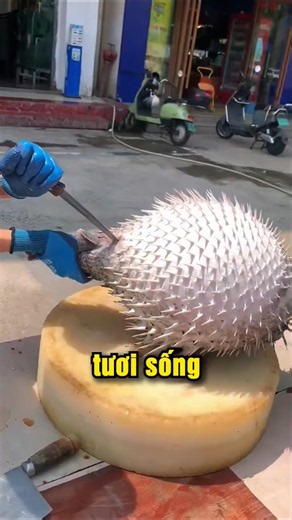 Watch a professional chef prepare a giant 10 kg crab