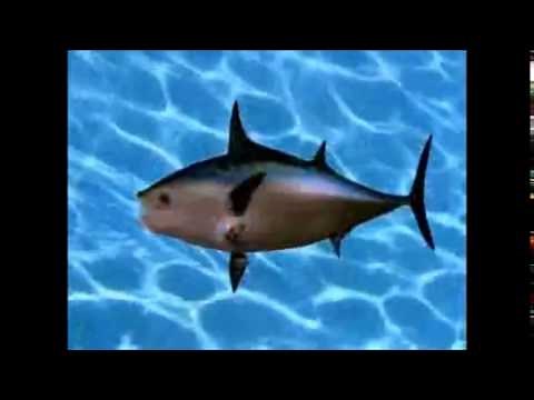 Спонджбоб Квадратни гащи - SpongeBob Square Pants Bulgarian Intro