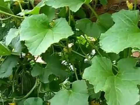 HOW TO GROW SQUASH, CUCUMBER AND CANTALOUPE ON TRELLISES