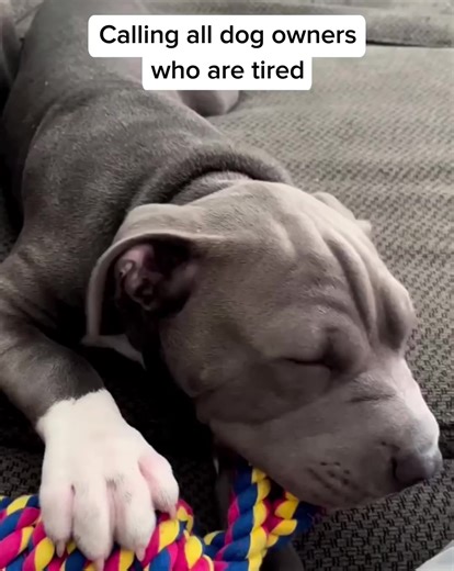 267 reactions | I used to joke that my dog had jaws of steel. Until...