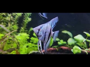 Freshwater Philippine Blue Pinoy (Cobalt) Zebra ANGELFISH 🐟 [Episode 1]