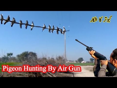 pigeon hunting with air gun | kabutar ka shikar | bird hunting trap with airgun | bird trap