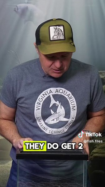 Discover the dazzling beauty of Harlequin Rasboras! 🎭🐟 Explore their vibrant colors and elegant patterns in the aquatic world. #HarlequinRasbora #aquariumfish #fishtok #aquarium #livebearer