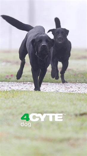 Support your dog’s health and wellbeing with 4CYTE™ EPIITALIS® FORTE!🟢 🔗Link in bio to purchase #4cytedog #healthydogs #jointhealth #2m