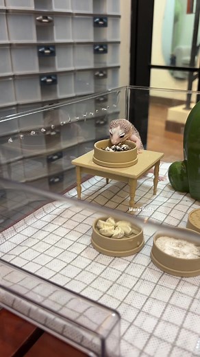 Waterdish Dimsum 3D Printing with Geckos