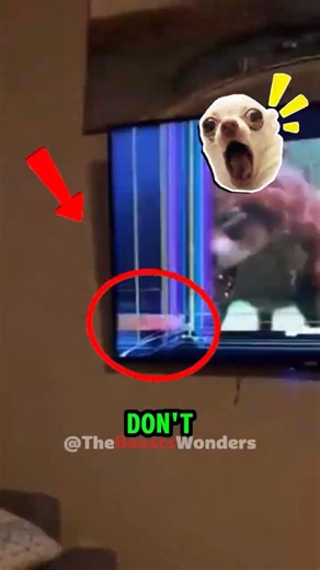 Never Let Your Dog Watch TV #animals #shorts #nature