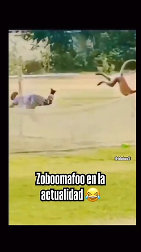 Zoboomafoo #videoviralシ #reelsfbシ #foryouシ #humor #parati | Frases de Trap y más