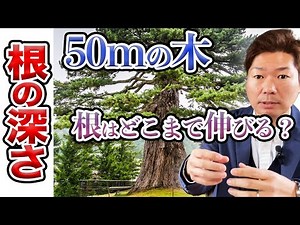 How deep are the roots of a 50m tree? [Gardener explains]