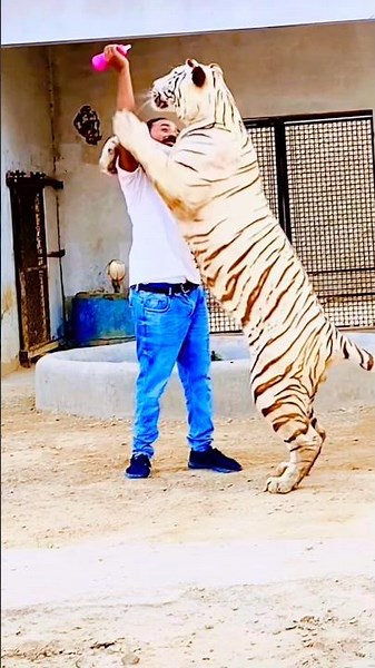 #remix #edit #beats #jimcorbettwildlifeandnatureview #tigerspotted #animals