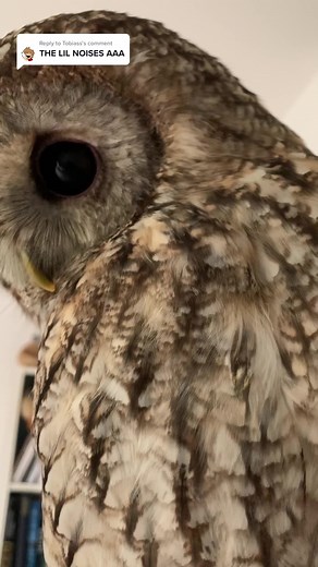 Tawny Owl Soft Hoo Compilation