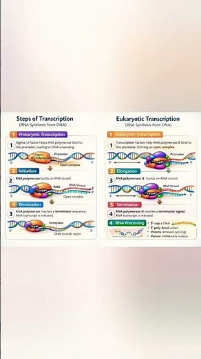Transcription #neetbiology
