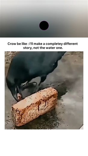 sci || tech || games on Instagram: "The video is a short, humorous clip showcasing clever behaviors of crows, tying into the caption about creating a "different story" from the classic thirsty crow fable (where a crow drops pebbles into a pitcher to raise the water level for drinking). Instead, it highlights real-life intelligence in crows through two main scenarios, followed by some abstract visuals emphasizing their smarts. Here's a breakdown of what happens, based on the key frames: It starts