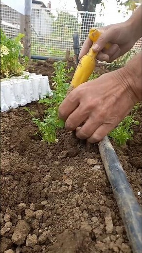 👨‍🌾🌿 How to Plant Celery (Celery, Apium graveolens) #celery #vegetables