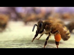 The long quest for the right pollen: how to really help bees