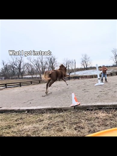 Positive Reinforcement in Horse Training: A Surprise Encounter