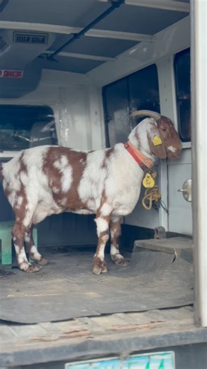 Para sa goat transport, message lang dito sa page #gonzalestransport | Gonzales Farm