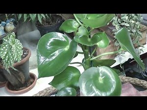 Raindrop Peperomia Update & Care