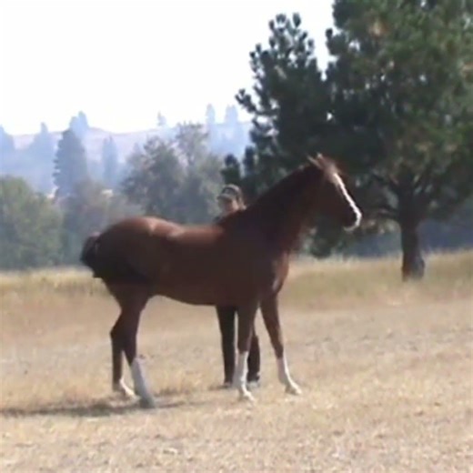 Dreamy Circles: A Horse and Human Bond #shorts