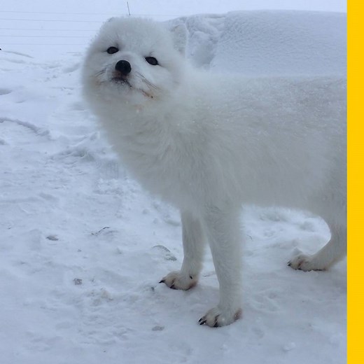 The high Arctic of Nunavut's Baffin Island offer spectacular views of jagged, frosted mountain ranges and glacier-carved fjords among vast, uninhabited tundra. http://on.natgeo.com/2FvjZDF | National Geographic Travel