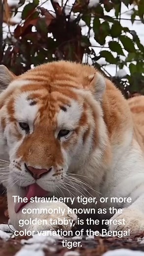 Unfortunately, there are believed to be fewer than 30 individuals of this subspecies remaining in the world (in captivity), making them one of the rarest and most endangered tiger populations on the planet. Conservation efforts are crucial to protect these magnificent creatures from extinction. #goldentabby #strawberry #goldentiger #tiger #goldentabbytiger #bigcat #cat #tiktok