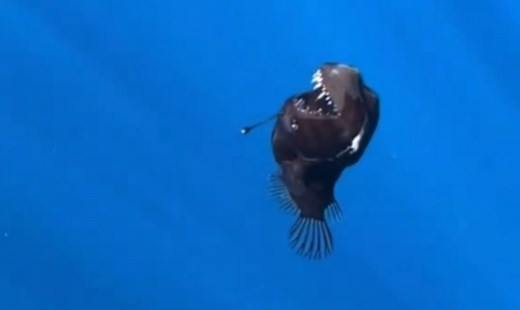 Anglerfish That Swam to the Surface and Died | Know Your Meme