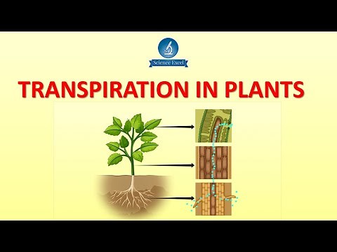 Transpiration in plants | Science Excel