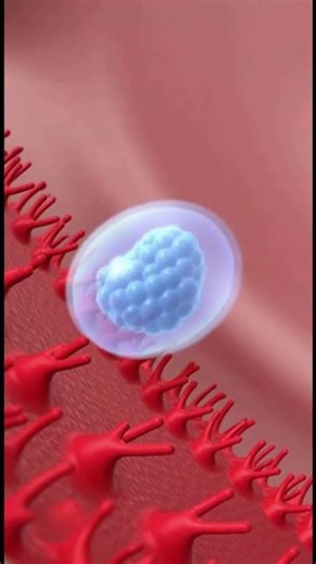 How Hormones Change After Implantation (3D Medical Animation)