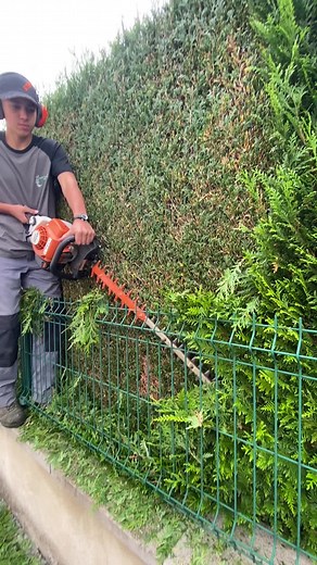 Thuya, #paysagiste #stihl #taille #taillehaie #satisfying #satisfyingvideo #entretien #espacevert