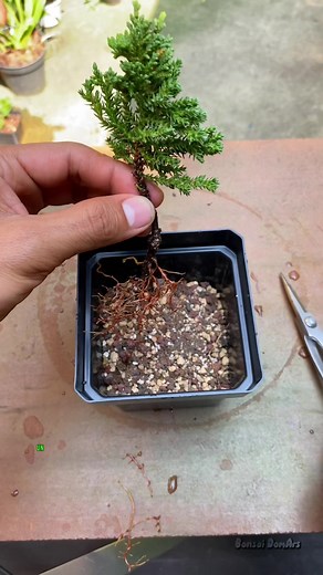 Juniperos procumbens nana. 🌲 #bonsai #bonsailife #bonsailovers #bonsaiart #bonsaiworld #bonsaigarden #reels2024 #reelsviralシfb #reelsfacebook #reelsสร้างรายได้ #nature #jardin #bonsaiguate | Bonsai DomArs