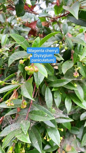 Australian brush cherry (Syzygium paniculatum)! #brushcherry #tree #hedge #topiary #plants #treetok #garden #landscaping #nature #environment #ornamental #educational #learnontiktok #trending #fyp #foryou #viral #lucasthelorax