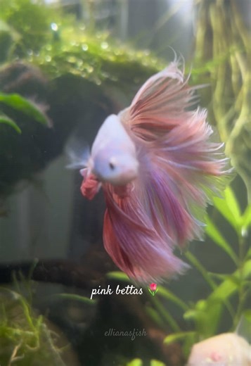 i love my pink boys so much 🌷 #bettafish #fishtank #fishkeeping #betta #aquarium
