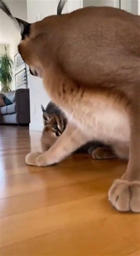 😱🐾 Tiny Kitten Helpless Until Caracal Mom Arrives