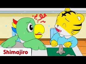 ✏️ 📕BACK TO SCHOOL | First day of school with Shimajiro | Educational compilation