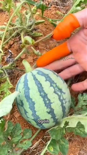 Silicone Finger Protector | Terra Nursery