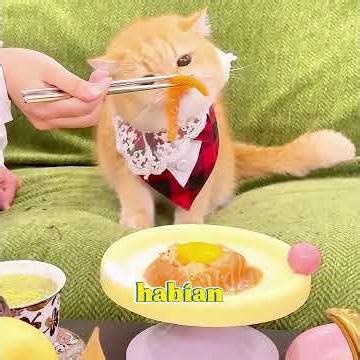 Este gato hizo que su dueña se volviera millonaria de la noche a la mañana #cat #shorts #pets #fyp