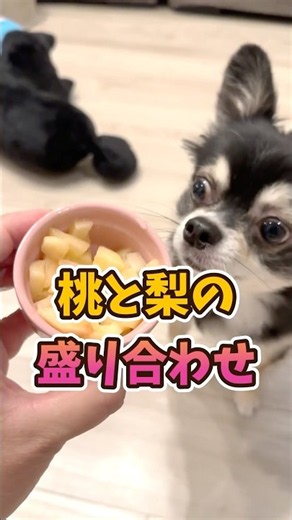 犬、贅沢する。#犬との暮らし #chihuahua #dog #チワワ #癒し #可愛い
