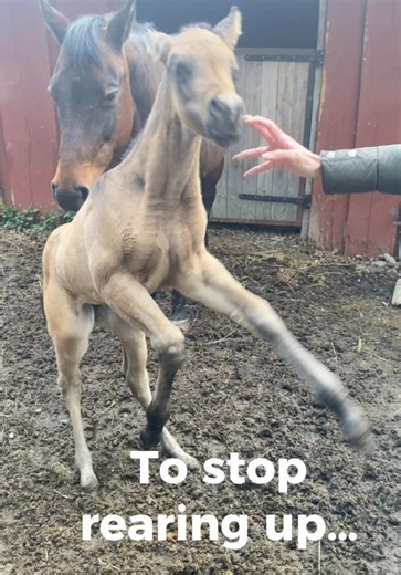 Transform Your Foal: Effective Training Techniques