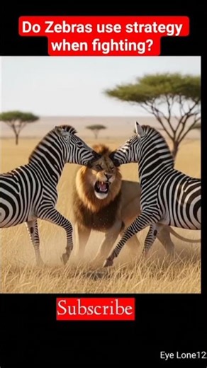 Do Zebras Use Strategy When Fighting Predators?
