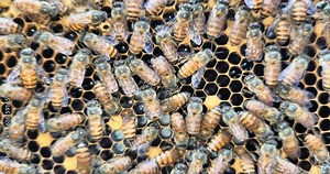 Apis cerana indica Bees. A honey bee colony, a honeycomb close up, beehive, beekeeping concept