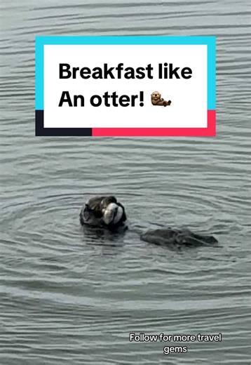 Enjoy breakfast like an otter! 🦦 #otter #usa #wildlife #breakfast #california This is your sign to explore more of the world 🌍 Follow for real travel experiences & hidden places