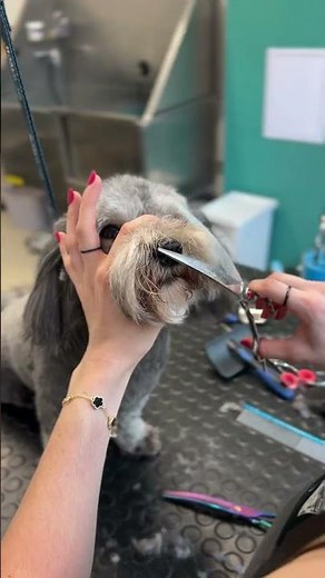 Look at this grooming makeover 😍 #havanese