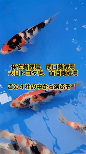 ５月３日 鯉屋で購入した❗ #koi #庭池 #泳ぐ宝石錦鯉